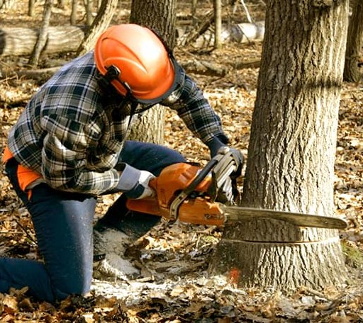 Tree Removal in Sheffield, VT